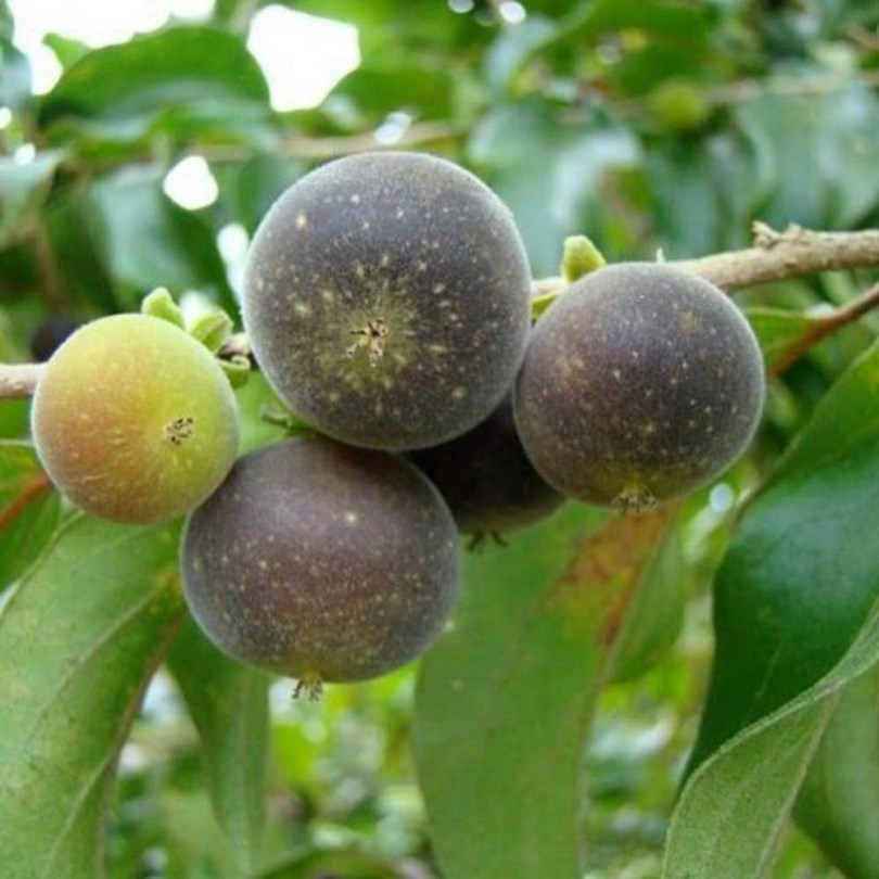 Ceyloni egres - Ketembilla - Kitambilla - Dovyalis hebecarpa
